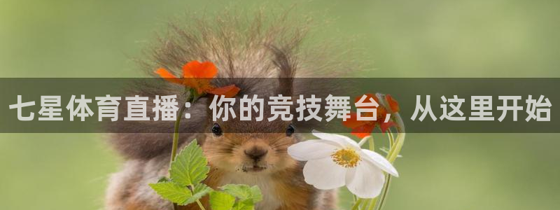 火凤直播体育直播：七星体育直播：你的竞技舞台，从这里开始